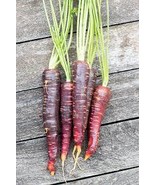 AFGHAN Purple (Black) Carrot Superfood Amazing Colorful High Yield, 30 s... - £7.38 GBP