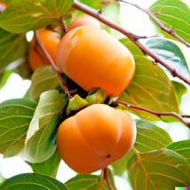 5 Japanese Persimmon Seeds Diospyros kaki | Edible Fruit Tree - £8.89 GBP