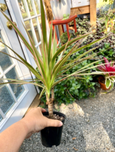 Dracaena Dragon Tree Red Margined 4&quot; Tall Pot Live PLant - $14.85