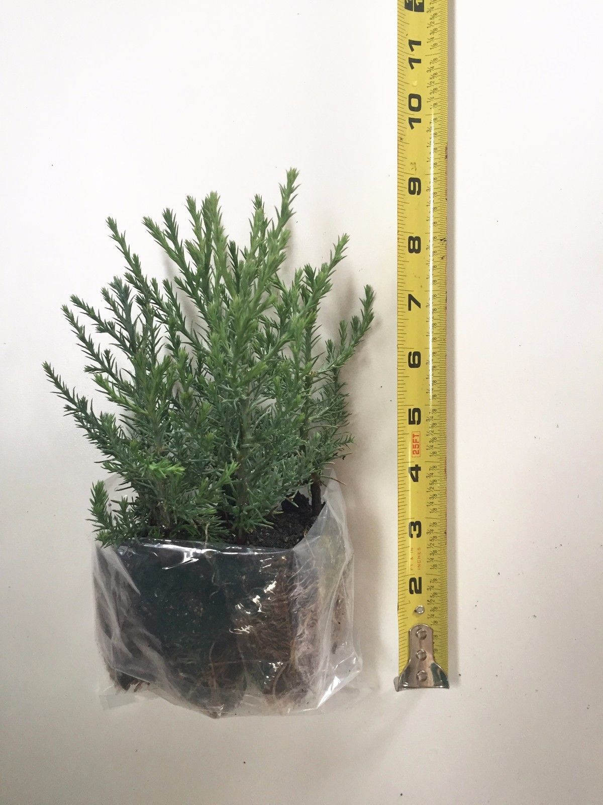 10 Giant Sequoia Trees - California Redwood -  Potted - 3" - 5" Tall Seedlings - $31.49