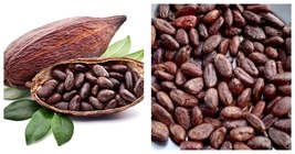 Cocoa Seeds Theobroma Cacao Seeds 40 Seeds INTERNATIONAL SHIP - $22.99