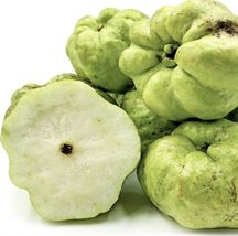 Indonesian seedless Guava (psidium guajaba) live Tropical Fruit tree 8”-12” - £59.62 GBP
