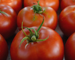 Thessaloniki Tomato Seeds 50 Indeterminate Vegetable Garden Fast Shipping - $8.99