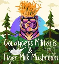 Antrodia camphorata/Tiger Milk Mushroom &amp; Cordyceps Militaris capsules (... - £16.13 GBP