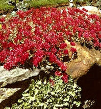 100 Sedum spurium Ground Cover Seeds Dragons Blood Red Garden Plant - £10.34 GBP