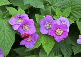 BPA 20 Seeds Purple Flowering Raspberry Thornless Edible Rubus Odoratus Fruit Be - £7.79 GBP
