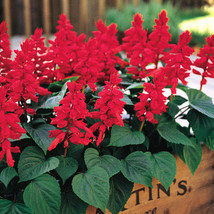 Grow In US 50 Red Salvia Seeds Flower Seed Perennial Flowers Hummingbird - £8.66 GBP