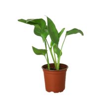 White Bird of Paradise 'Strelitzia Nicolai'-4" Pot - $739.31 MXN