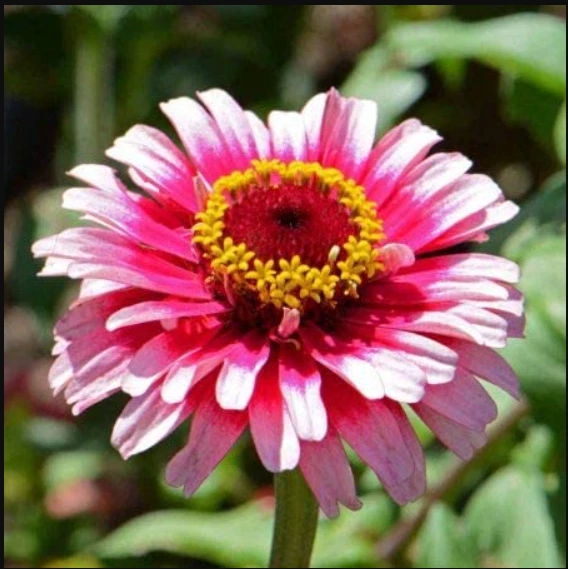Zinnia ICE QUEEN Bi-Color Pink White Butterflies Hummingbirds Non-GMO 10... - $5.90