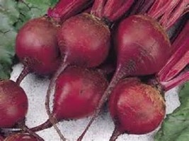 100 Seeds Ruby Queen Beets Heirloom Seeds - $3.96