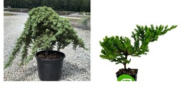 Juniperus procumbens nana - Dwarf Japanese Garden Juniper Pre-Bonsai -Live Plant - £38.05 GBP