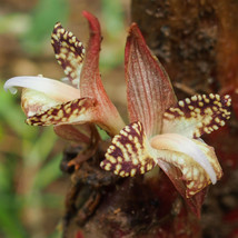 Zingiber Rubens Bengal Ginger 10 Seeds Seeds Fresh Fast Shipping - $23.90