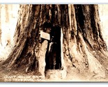 RPPC Man Inside Giant Hollow Stump Big Tree Park CA California UNP Postc... - £7.77 GBP