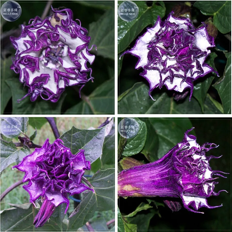 fresh Purple Moon Angel Trumpet Datura / Yellow Datura Metel Flowers 20 Seeds - $7.08