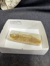 Knightia eocaena  • 3.5” Fossil Fish Kermmerer Wyoming Green River Fm Eo... - $19.80