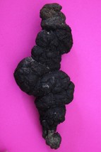 Giant Lizard Poop 5 Million Years Old Coprolite Genuine Fossil Dino Girl... - $29.99