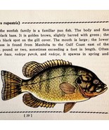 Rock Bass 1939 Fresh Water Fish Art Gordon Ertz Color Plate Print PCBG20 - $570.01 MXN
