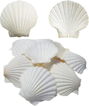 6PCS Scallop Shells for Serving Food,Baking Shells Large Natural White Scallops  - £12.42 GBP