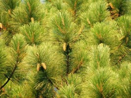 SG Slash Pine (Pinus elliottii) 25 seeds - $3.80