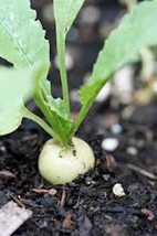 Radish Seed ,Hailstone White , Heirloom, Organic, Non Gmo, 50+ Seeds, Radishes - £3.14 GBP