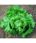 300Crisphead Great Lakes Lettuce Seeds | NON-GMO Free Shipping #87 - $35.96 MXN