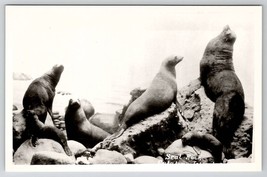 Seals At Seal Rock Catalina Island RPPC Postcard W22 - £4.75 GBP