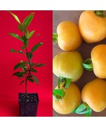 Eugenia Luschnathiana PITOMBA Potted PLANT Fruit Starter Pot Tree 5&quot;-10&quot; - £23.45 GBP