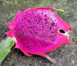 Dragon fruit purple flesh pitaya exotic edible sweet cactus seed  @ 1000 seeds P - £23.44 GBP