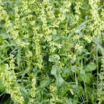 Yellow Dock Seeds Rumex Crispus 50 Organic Herb Seeds US Seller Fast Shipping - £11.87 GBP