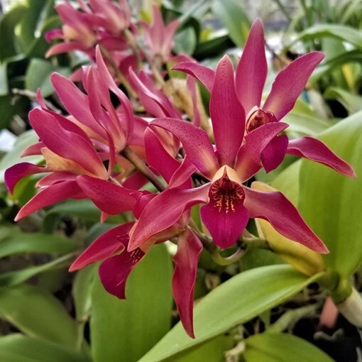 15+ seeds Orchid SunCoast  house plant  garden flowers easy to grow - $6.94