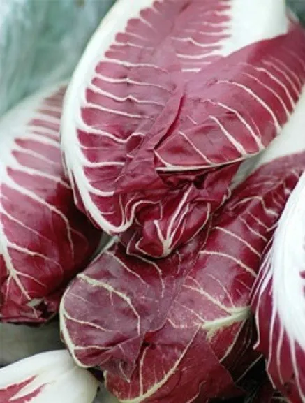 300 Radicchio Seeds Rouge De Verona Seed Garden - £8.79 GBP