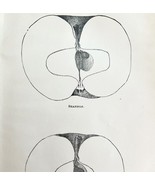 Shannon And Pilot Apples Cross Section Victorian 1887 Art Plate Print DWT9B - $24.99