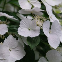 White Blooms - FAIRYTRAIL BRIDE Cascade Hydrangea- Proven Winners - 4&quot; Pot - £53.46 GBP
