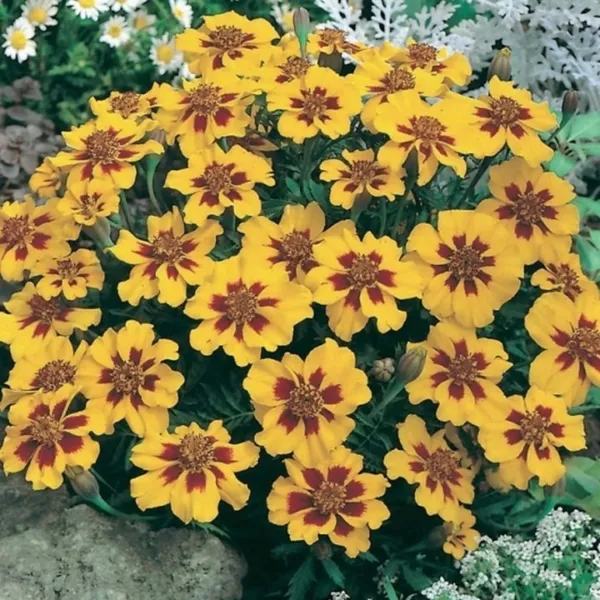 Marigold Dainty Marietta Tagetes Patula 25 Fresh Seeds - £10.53 GBP