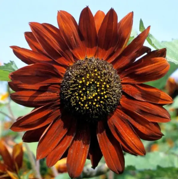 New Fresh 50 Red Sunflower Seeds Velvet Queen Red Giant Blooms - £9.04 GBP