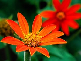 Sunflower Mexican Sunflower &#39;Torch&#39; 75 Seeds  From US - £4.86 GBP