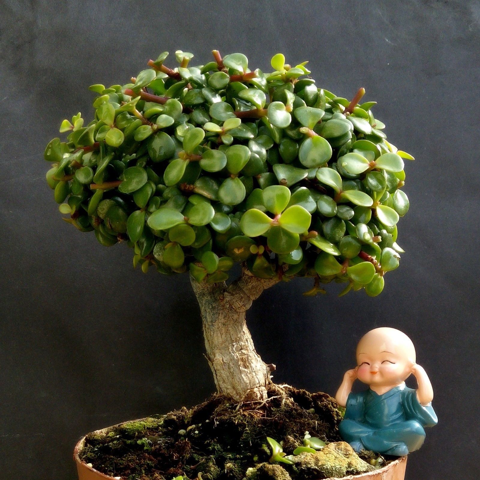 Perfect bonsai - Portulacaria afra 'cork bark'-12 year old For professionals - $129.20