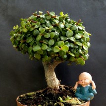 Perfect bonsai - Portulacaria afra &#39;cork bark&#39;-12 year old For professio... - $129.20