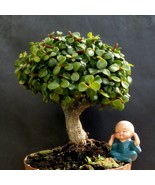 Perfect bonsai - Portulacaria afra &#39;cork bark&#39;-12 year old For professio... - £101.76 GBP