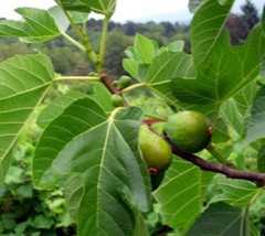 1 pcs Desert King Fig Ficus Carica Live Plant 1 Quart - £40.89 GBP