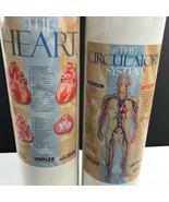 Heart &amp; Circulatory System Medical Anatomy Biology Educational Teaching ... - €10,95 EUR