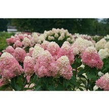 LIMELIGHT PRIME® Panicle Hydrangea shrub PP#32511 image 2
