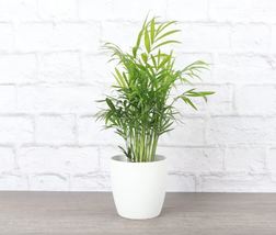 1Pcs Neanthe Bella Palm Live Plant - White Classic Pot - 4&quot; Live Houseplant - £40.52 GBP