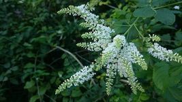 FROM US 40 Seeds Buddleja Asiatica (White Butterfly Bush Winter Lilac) GV18 - $31.50