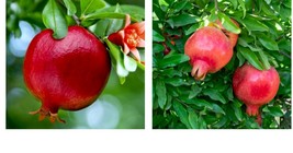 Pomegranate Fruit Tree Wonderful Punica Granatum 1 Ft. Seedling Live Plants - £43.15 GBP