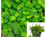Creeping Charlie Ivy 12Pk Of 2Inches Pot Plant Plectranthus Begonia - £46.99 GBP