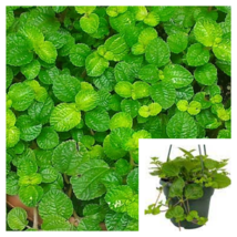 Creeping Charlie Ivy 12Pk Of 2Inches Pot Plant Plectranthus Begonia - £46.93 GBP