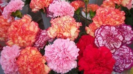 100 pcs Double Mix Carnation Seed Dianthus Flowers Seed Flower Perennial - £9.89 GBP