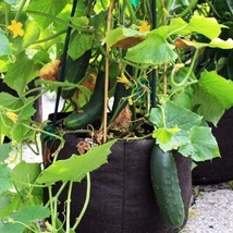 Spacemaster 80 Cucumber 15 Seeds Heirloom Non Gmo Gardening USA SHIPPING - $7.94