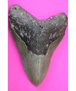 Authentic Megadolon Shark Tooth 4.53 Inches 142 Grams Fossil Dino Girl C... - $188.67 CAD
